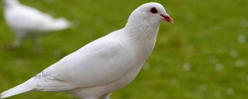 如何增加鸽子下蛋产量,多久下第二个蛋