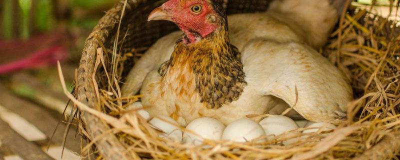 母鸡冬天不下蛋怎么办，下蛋自己吃了怎么办