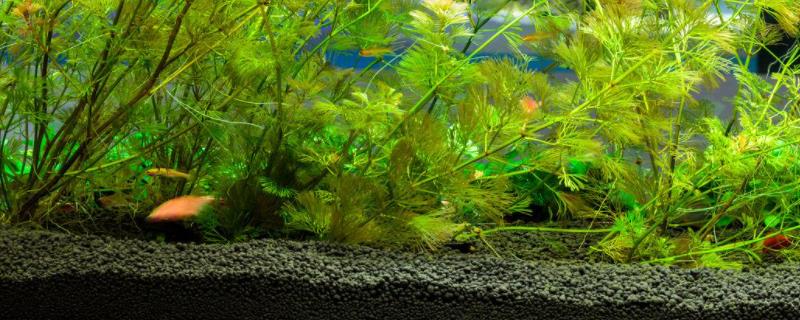 二氧化碳片对养水草管用吗,养水草需要加热棒吗