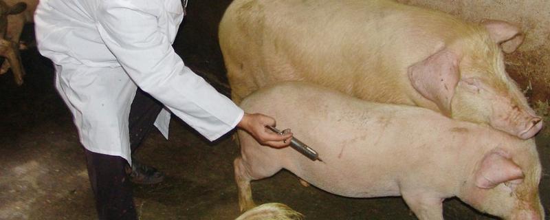 促排3号猪的使用方法,猪难产的七步处理方法