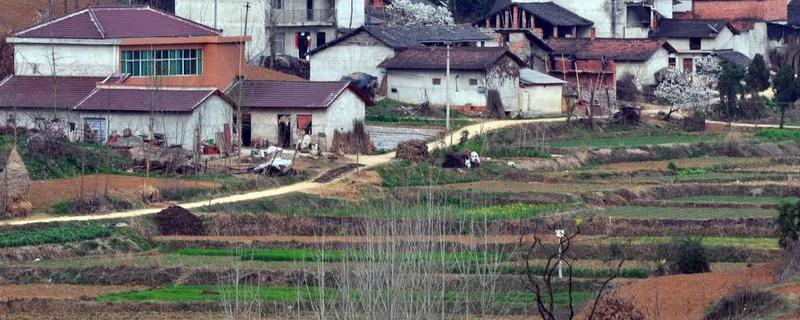 未来5年农村发展趋势,如何发展壮大村级集体经济