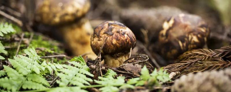 松茸人工栽培新技术,松茸能保存多长时间