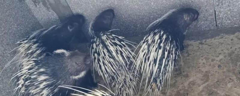 豪猪的天敌有哪些,豪猪的生活环境