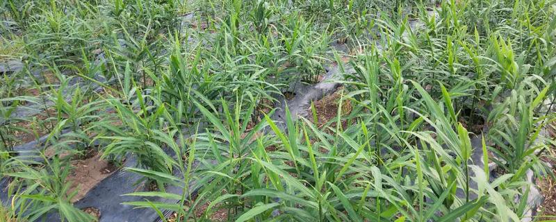 生姜后期需要什么肥料,一年可以种几次