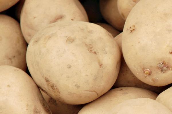 9月份开始播种什么庄稼