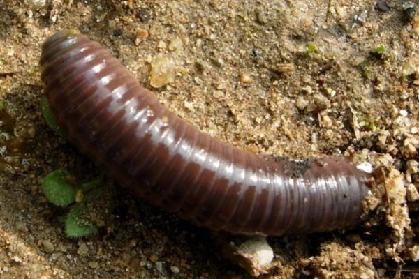 蚯蚓可以做什么