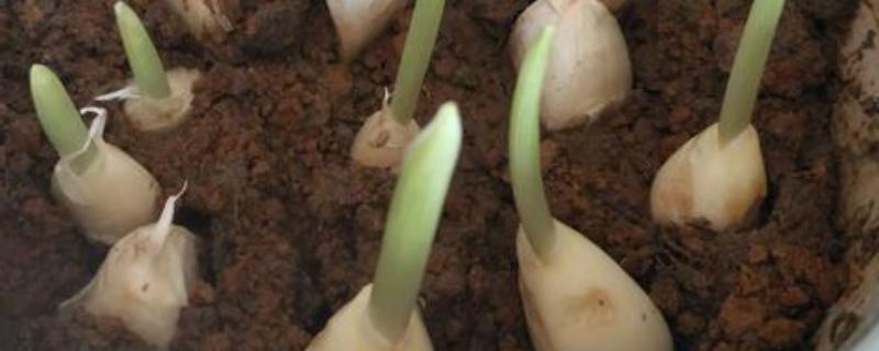 何时种大蒜大蒜种多深,附大蒜的种植方法