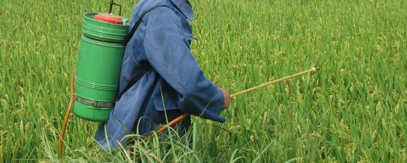 氟环唑会抑制作物生长吗,氟环唑什么作物不能用