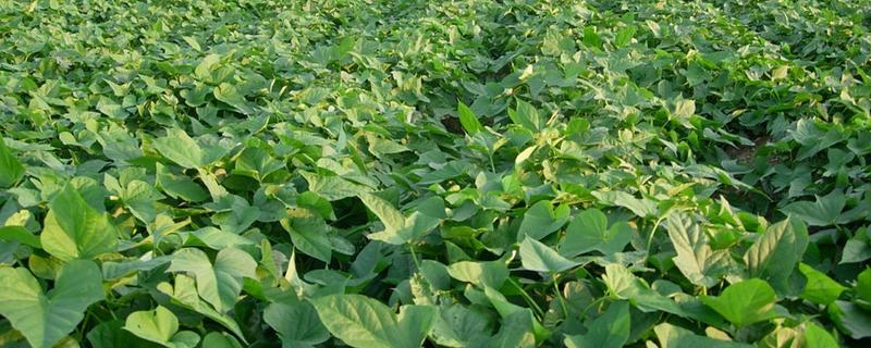 红薯剪枝怎样剪，剪枝的目的是什么