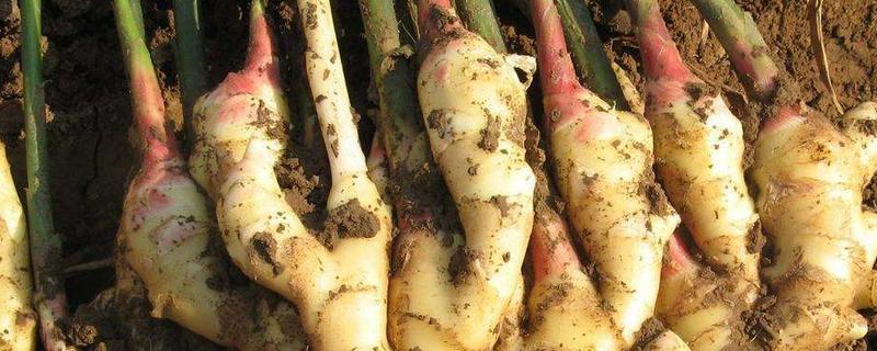 种植生姜高产技术,附种植时间