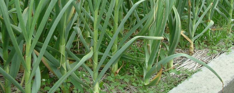 种大蒜怎么种,什么时间种蒜合适