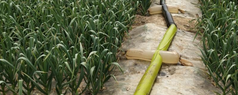 大蒜地可以重复种几年,大蒜地膜怎么覆盖