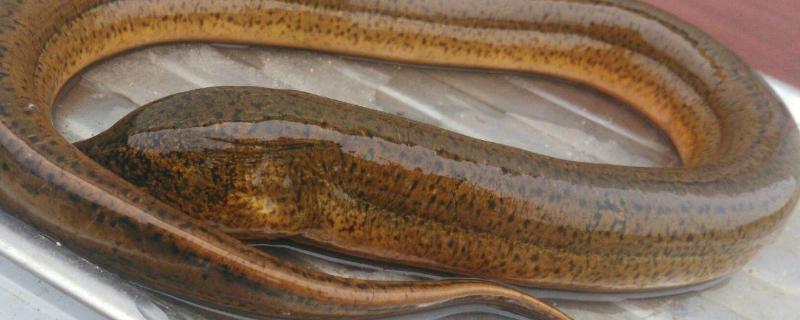 黄鳝笼放什么诱饵最快,黄鳝什么时候冬眠