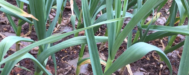 大蒜是忌氯作物吗,种植大蒜是土培还是水培好