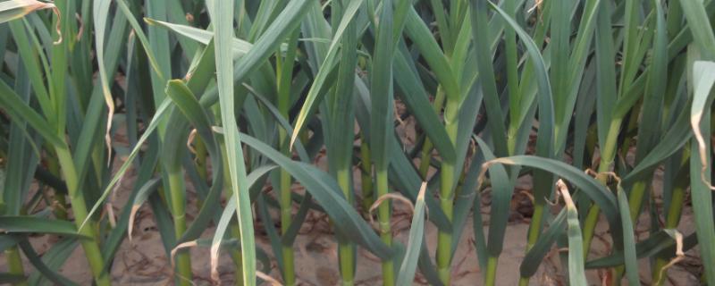 种大蒜没有草盖在上面怎么办,种大蒜是种之前浇水还是之后