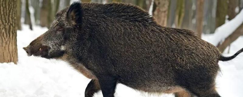 野猪最大能长到多少斤,主要吃什么