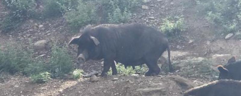 野猪和家猪的杂交过程,野猪繁殖能力强吗