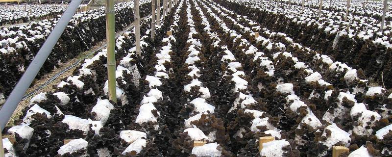 木耳催芽期间六点注意,温度多少合适