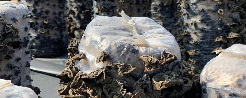 木耳怎么浇水产量高,木耳催芽需要如何通风