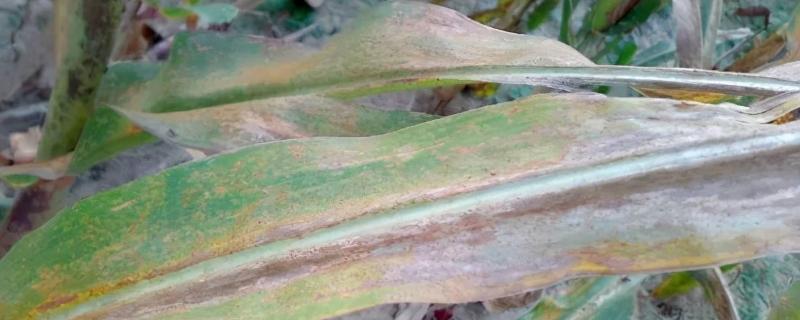 锈病玉米青贮后可以喂牛羊吗,附锈病的病症和防治方法