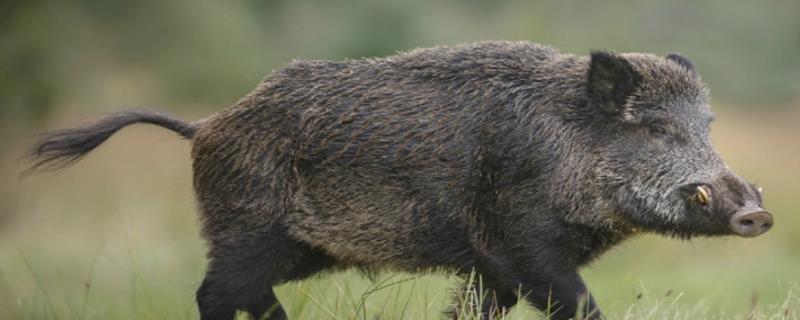 野猪长什么样,害怕什么声音