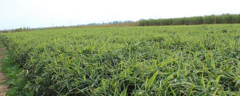 生姜控旺最佳时期,生姜控旺和治虫可以一起吗