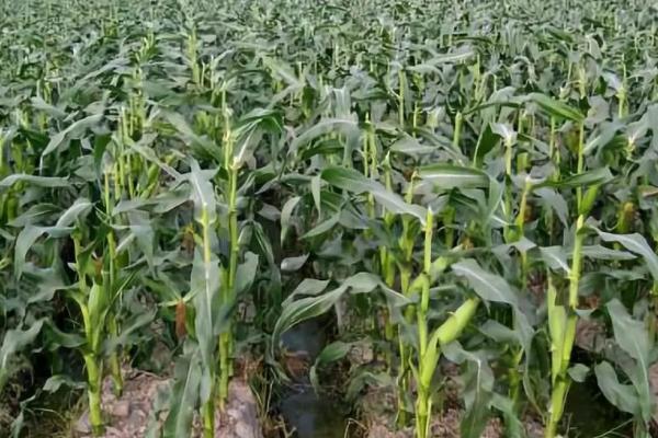 抗锈病的玉米品种