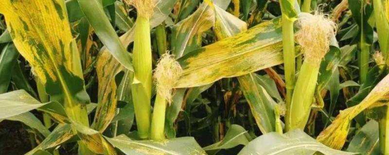 抗南方锈病的玉米品种有哪些，附南方锈病的症状及防治方案