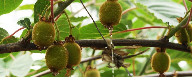 弥猴桃的管理技术,适合哪些地区种植