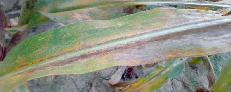 玉米锈病对青储有影响吗,玉米常见的病害还有哪些