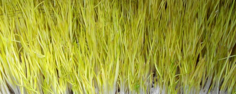 蒜黄一平方米需要多少蒜种,蒜黄是怎么种出来的