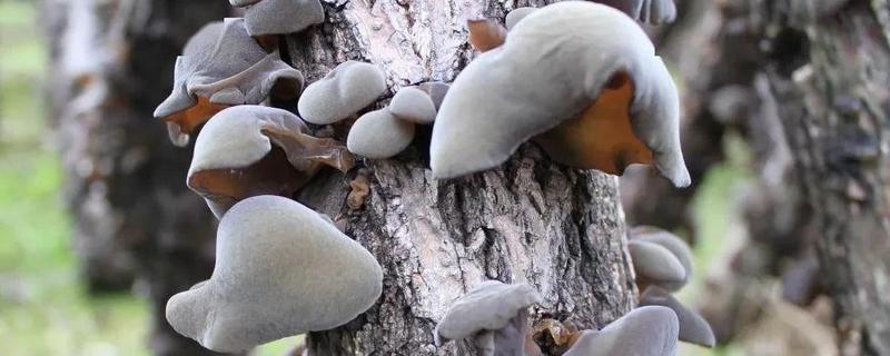 木耳是怎么长出来的,怎么种植
