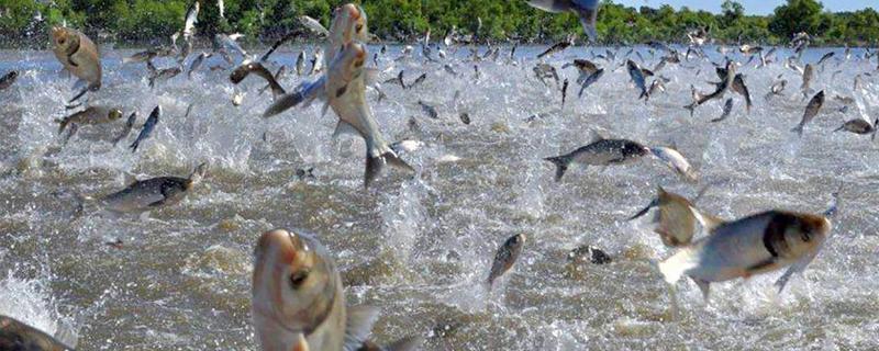 花鲢吃什么,如何养殖