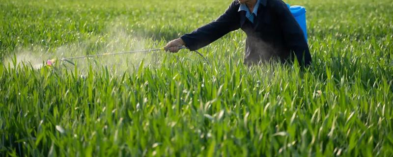 春雷霉素禁忌作物,春雷霉素有什么作用