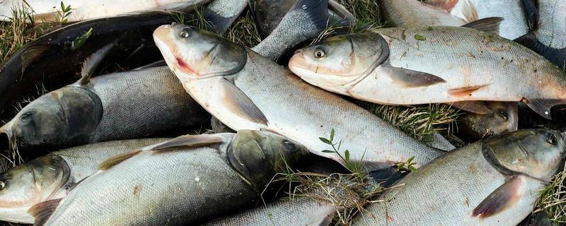 鲢鳙一年可以长多重,鲢鳙养殖多久可以上市