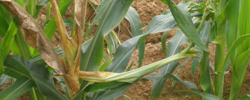 玉米顶腐病发病原因,如何防治