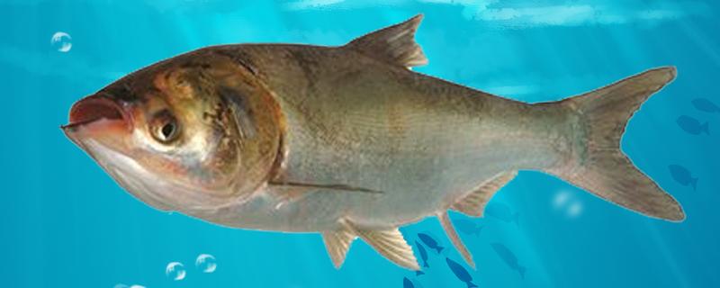 鲢鳙可以自然繁殖吗,对水质要求高吗