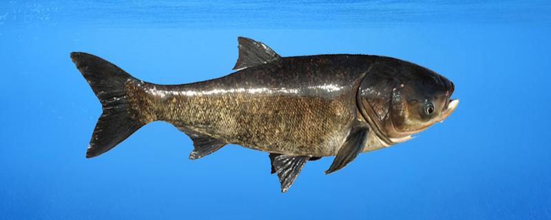 鲢鳙生长速度,一年能长多大