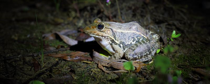 田鸡养殖必须具备什么条件,田鸡和牛蛙的区别