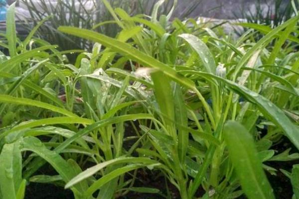 适合夏天种植的蔬菜有哪些