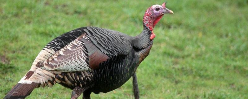 火鸡养殖技术,火鸡和普通的鸡有什么区别