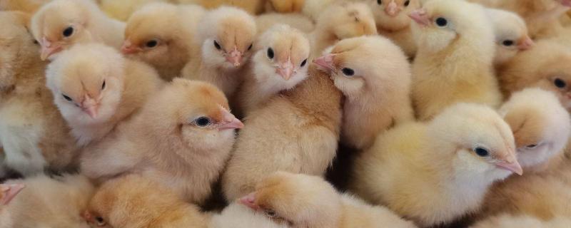 鸡苗1到10天的养殖技术,附鸡苗的品种