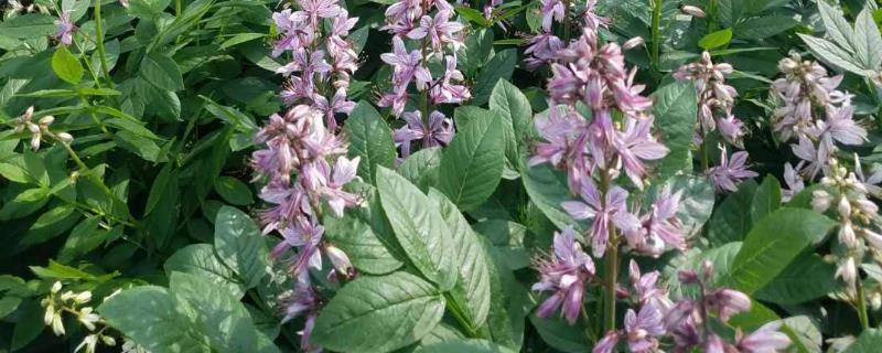 白鲜皮一亩地能产多少斤,附种植方法与时间