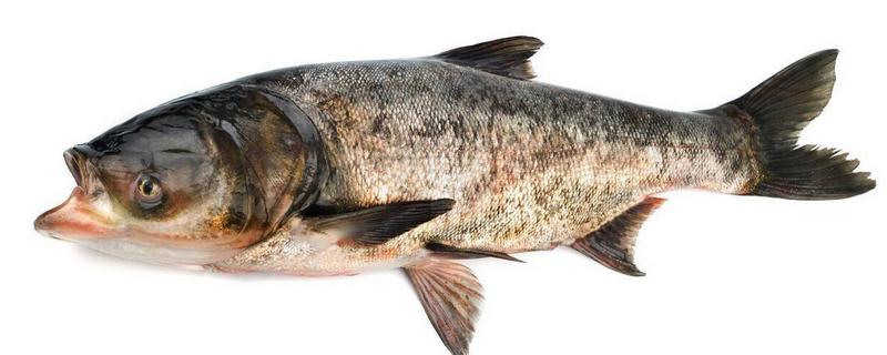 鲢鳙最大能长多少公斤,附养殖比例