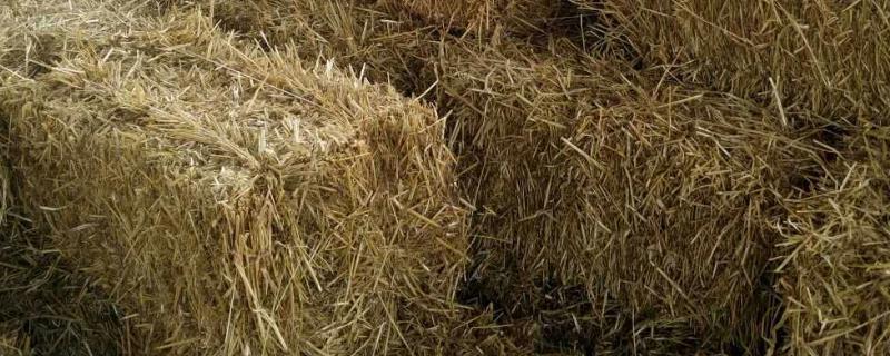 青玉米秸秆可以喂牛羊吗,玉米秸秆是酸性的还是碱性的