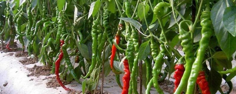 辣椒常见有几种病,分别如何防治