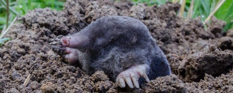 地里的鼹鼠如何根治,鼹鼠和老鼠的区别