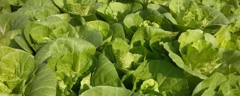 白菜长白斑打什么农药,附白菜的种植方法