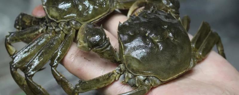 螃蟹不打氧可以活多久,螃蟹死了多久就不能吃了