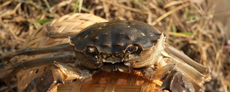 螃蟹用氧气泵能存活多久,放冰箱的话如何处理